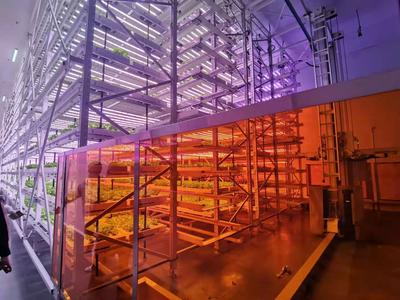 植物工厂水培蔬菜 植物工厂设计安装 工厂化蔬菜生产