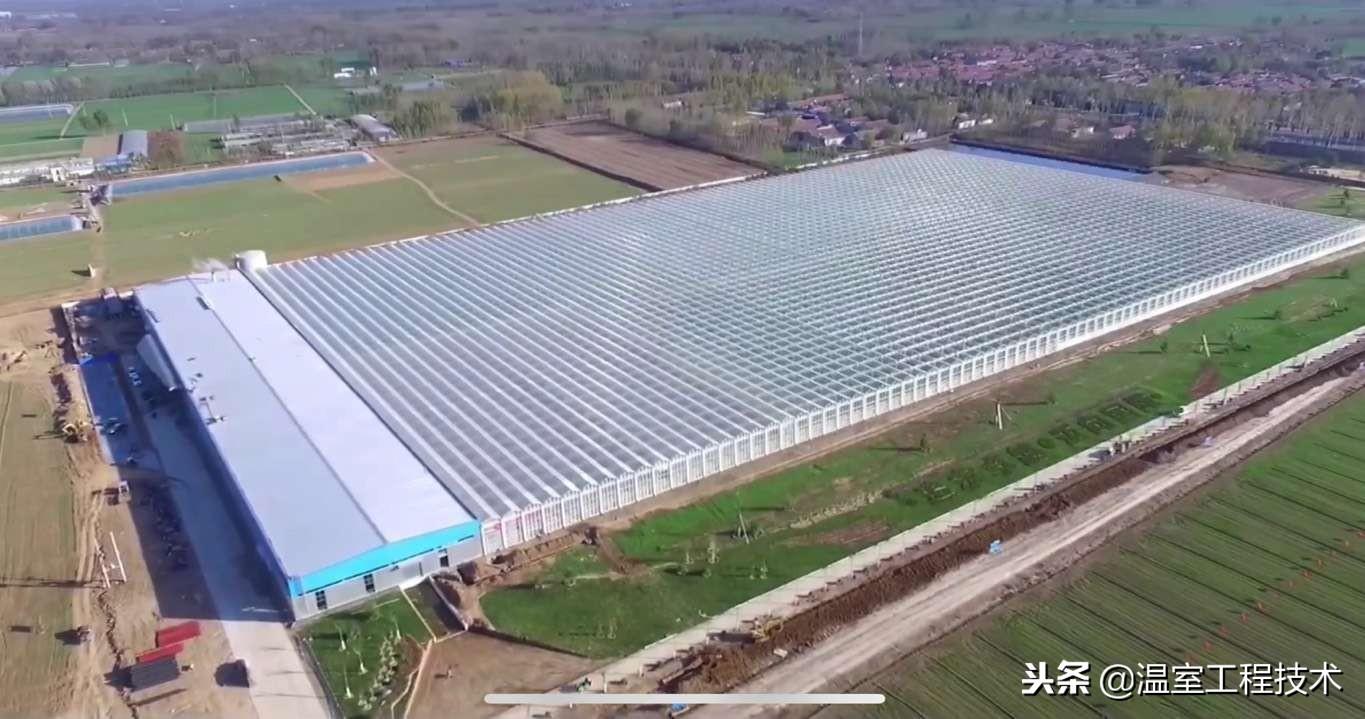 荷兰温室工厂化无土栽培番茄为什么亩产量高达五万斤